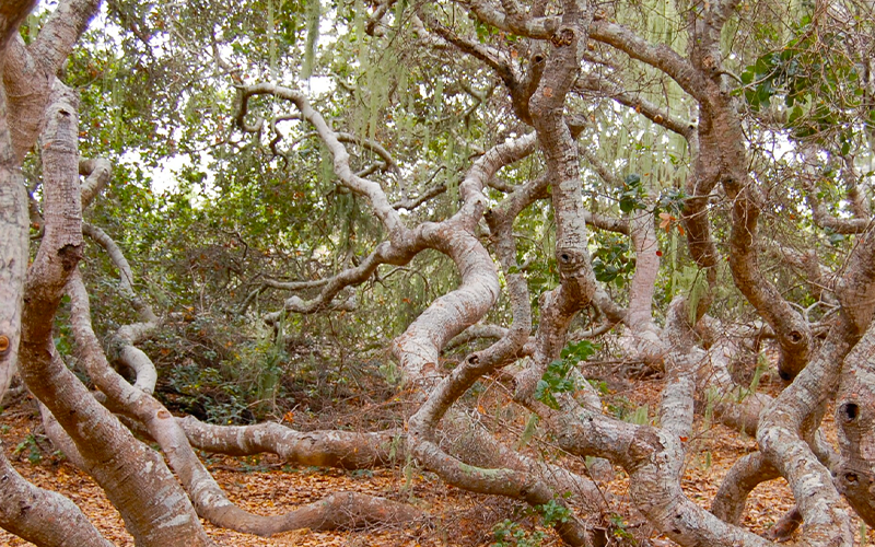 Elfin Forest Roofing