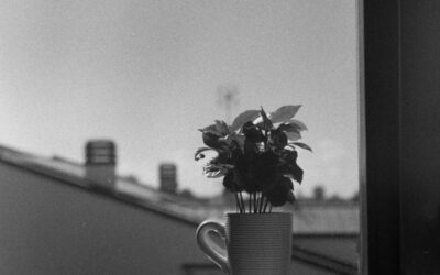 Rain in the Forecast? Recommendations If It Rains During Your Roofing Project