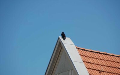 How Roofers Protect Your Landscaping and Driveway: Hemet Roofing Recommend Tips from All Seasons Roofing